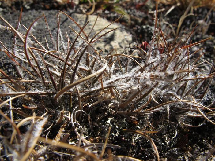 Luzula ulophylla image