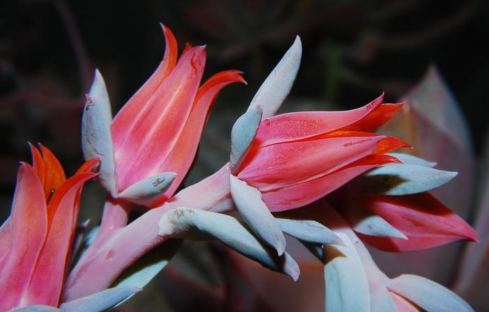 Echeveria runyonii image