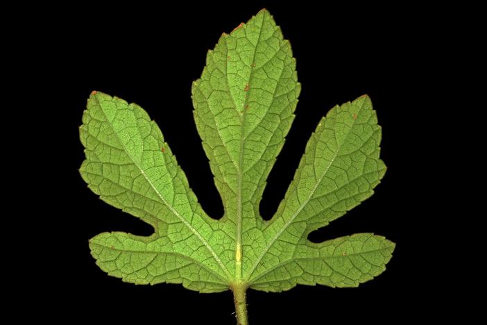 Hibiscus nigricaulis image