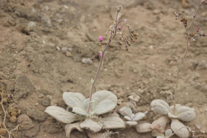Cistanthe paniculata image
