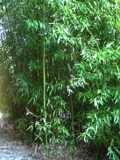 Phyllostachys atrovaginata image