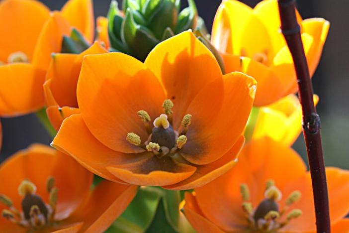 Ornithogalum dubium image