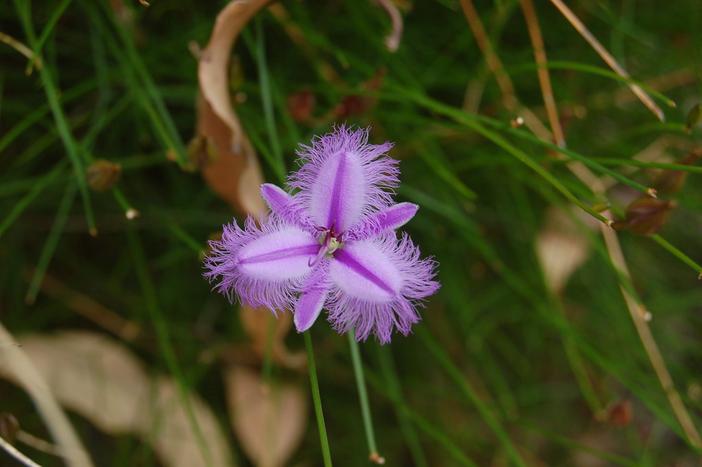 Thysanotus multiflorus image