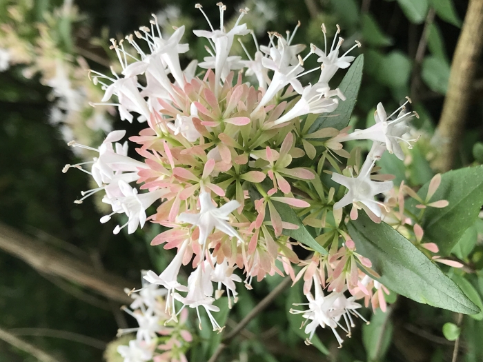 Abelia chinensis image