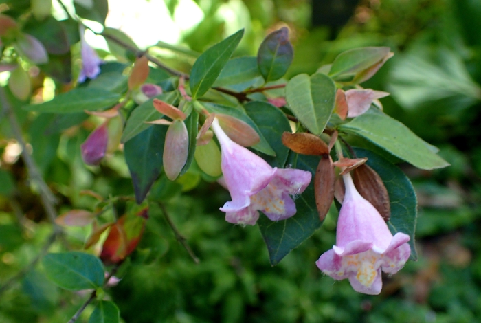 Abelia uniflora image