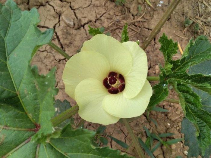 Abelmoschus esculentus image