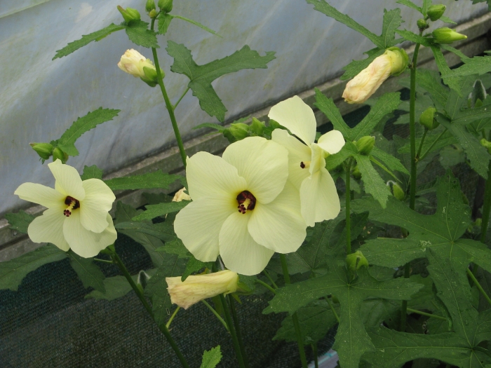 Abelmoschus manihot image