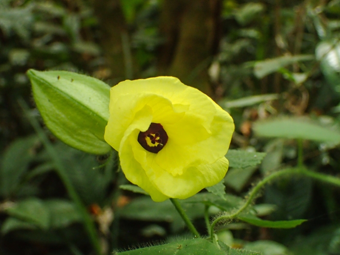 Abelmoschus moschatus image