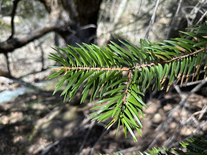 Abies bracteata image