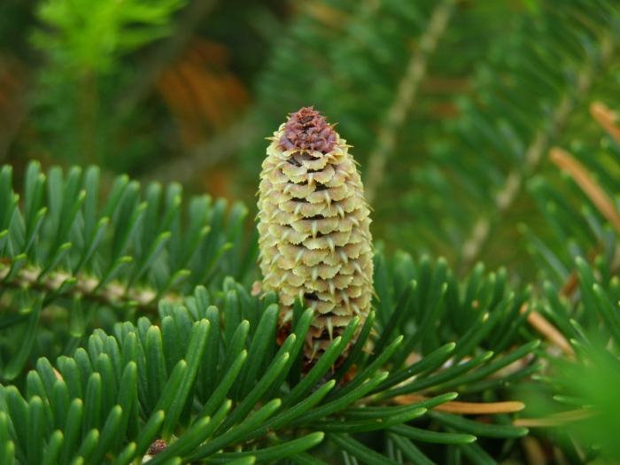 Abies fraseri image