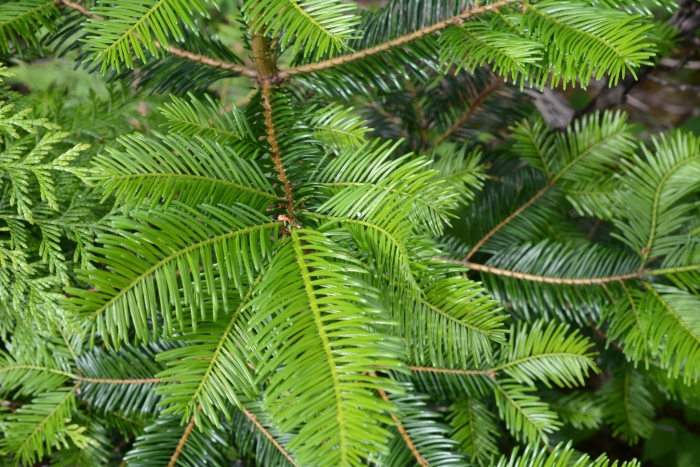 Abies grandis image