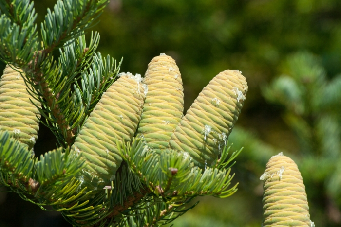 Abies holophylla image