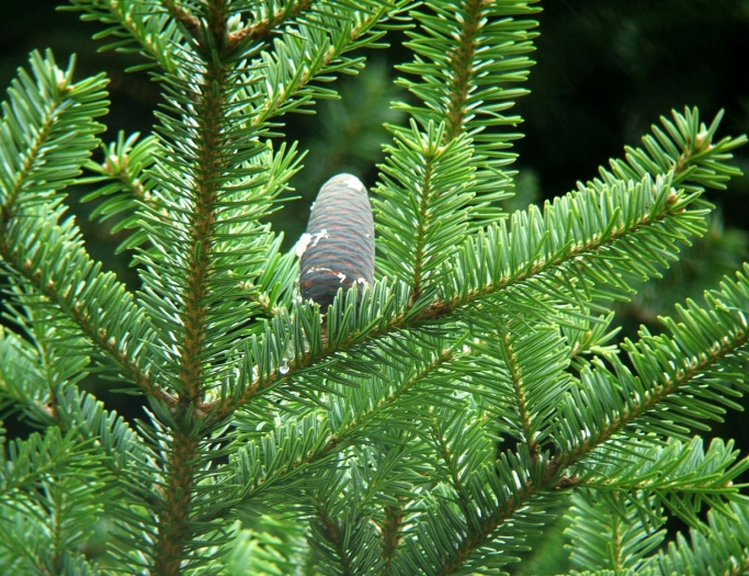 Abies homolepis image