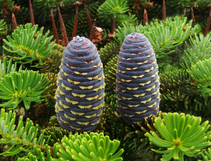 Abies koreana image
