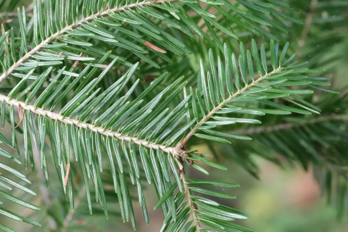 Abies nephrolepis image