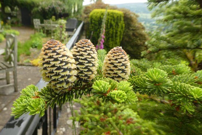 Abies nordmanniana image