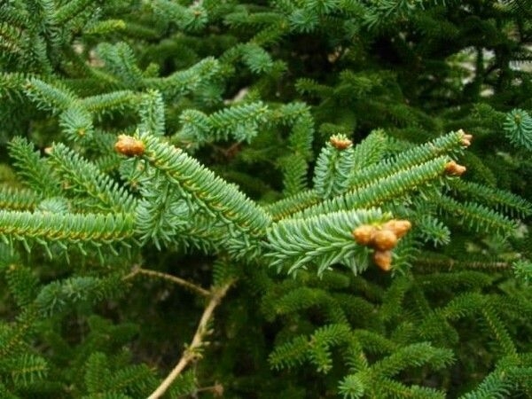 Abies pinsapo image