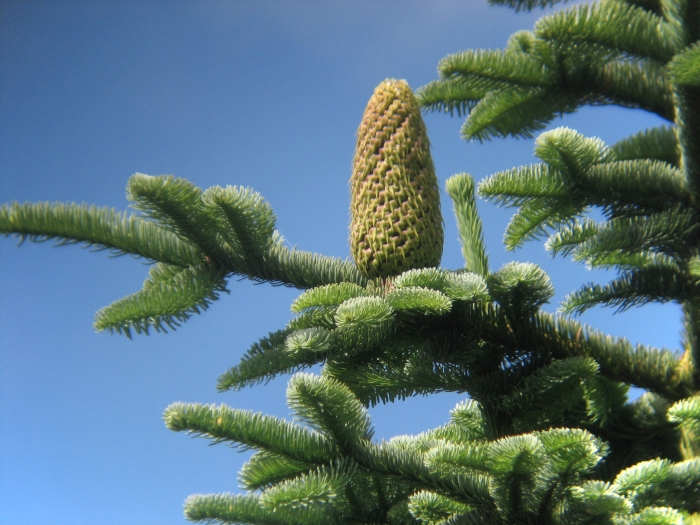 Abies procera image