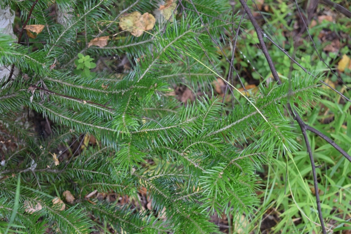 Abies sibirica image