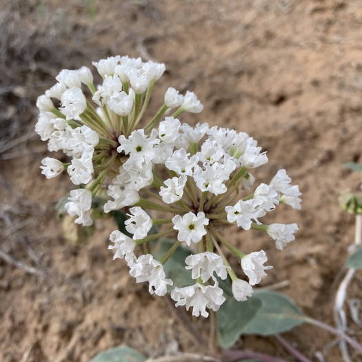 Abronia fragrans image