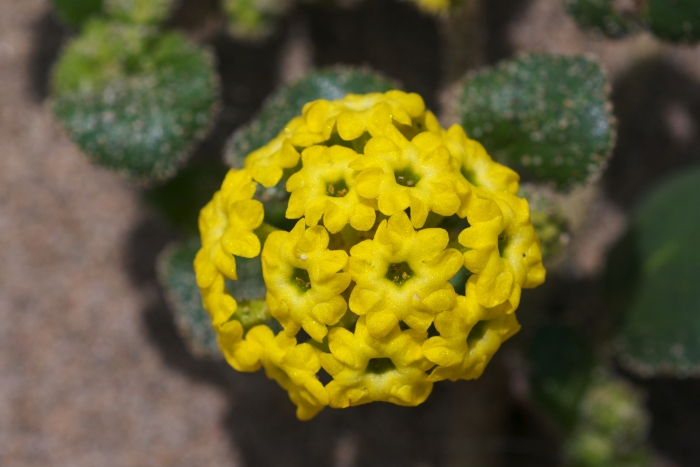 Abronia latifolia image