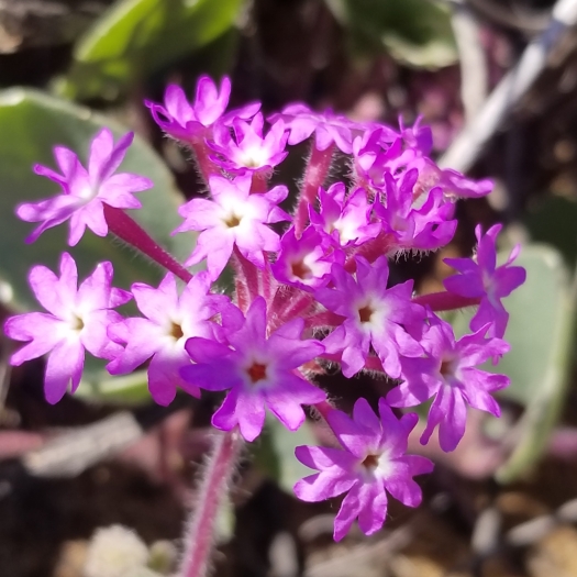 Abronia umbellata image