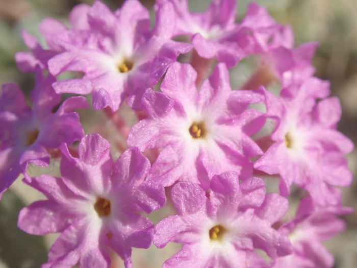 Abronia villosa image