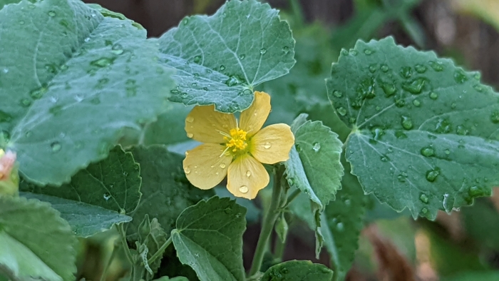 Abutilon fruticosum image