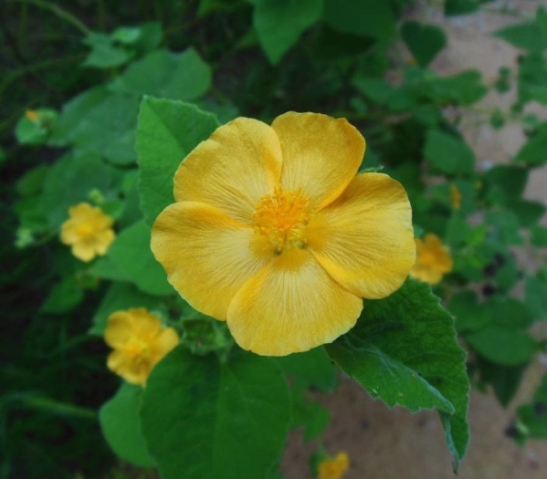 Abutilon hypoleucum image