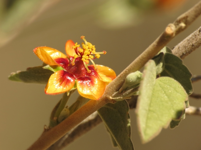 Abutilon incanum image