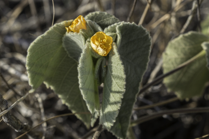 Abutilon malacum image