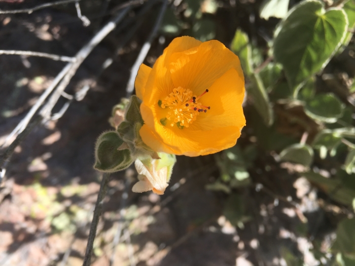 Abutilon palmeri image