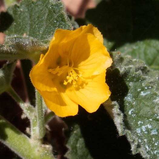 Abutilon parishii image