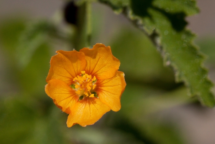 Abutilon parvulum image