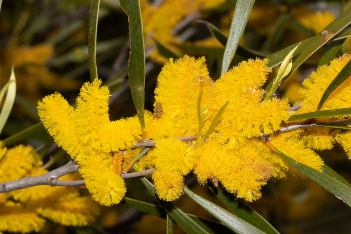 Acacia acuminata image