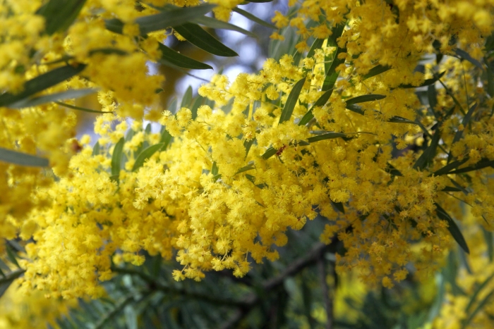 Acacia covenyi image