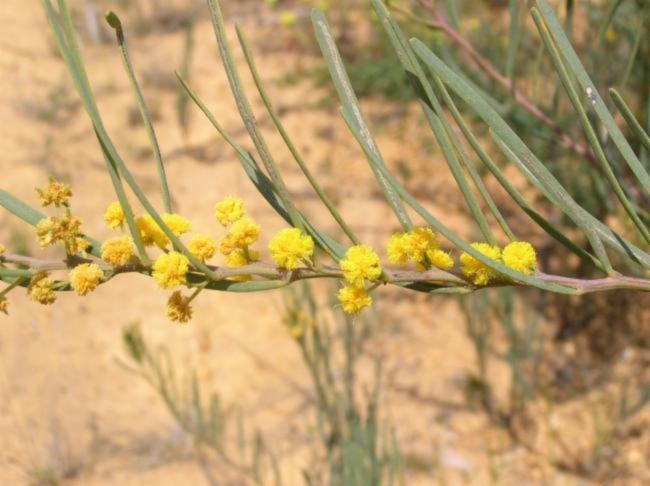 Acacia cupularis image