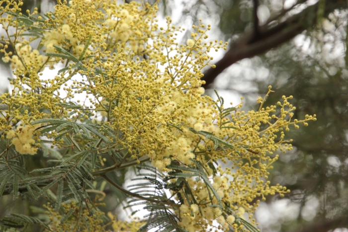 Acacia dealbata image