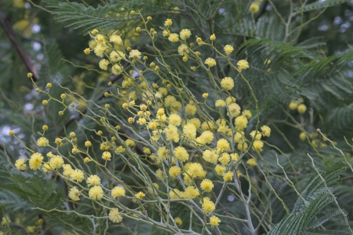 Acacia decurrens image