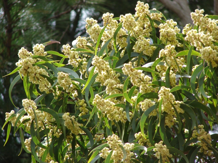 Acacia koa image