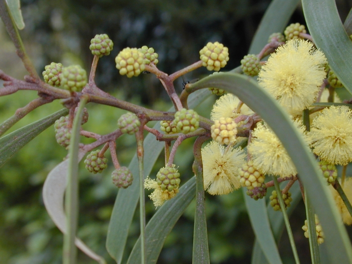 Acacia koaia image