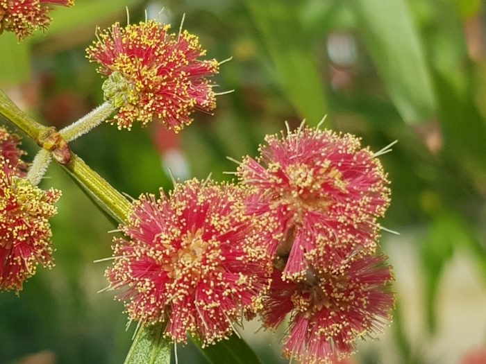 Acacia leprosa image