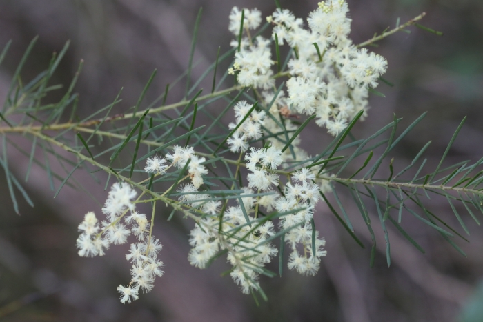 Acacia linifolia image