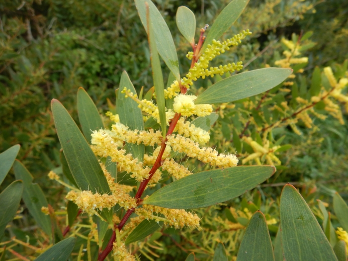 Acacia longifolia image