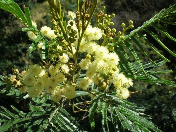 Acacia mearnsii image