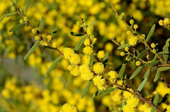 Acacia montana image