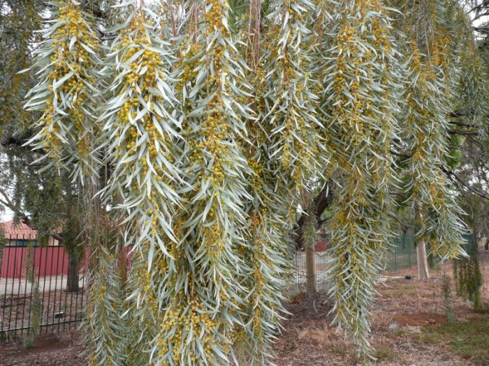 Acacia pendula image