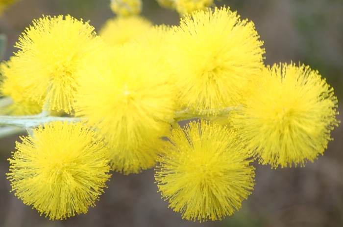 Acacia podalyriifolia image