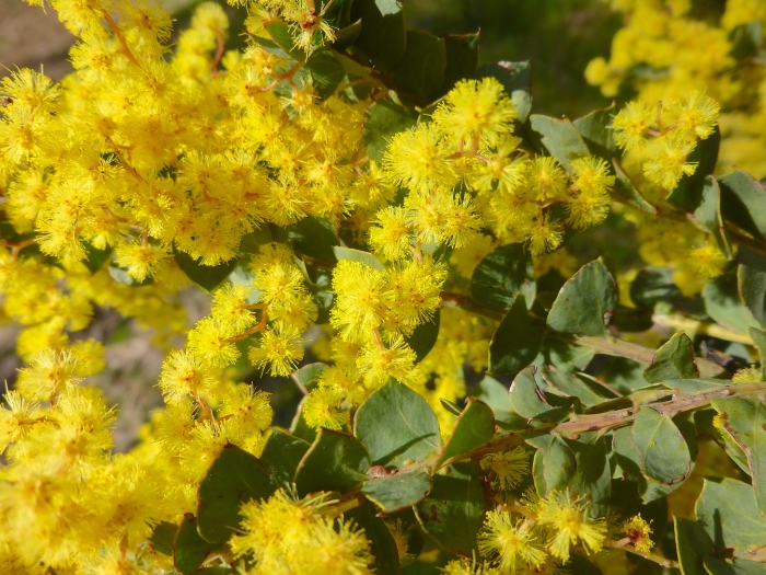 Acacia pravissima image
