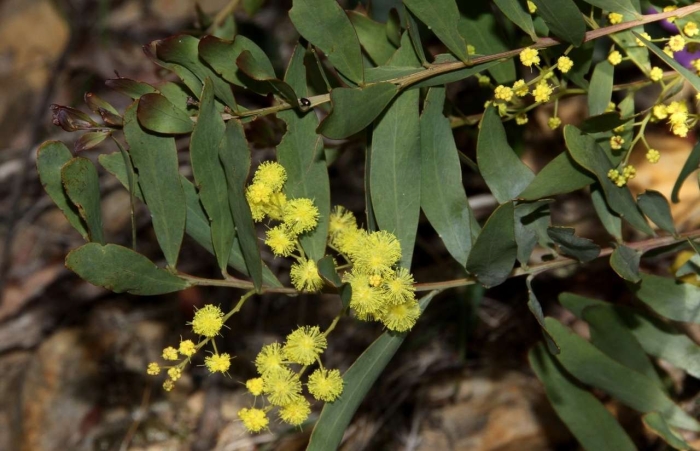 Acacia prominens image